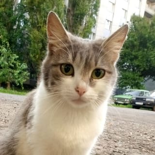 Олександр